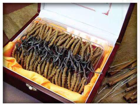 天峨冬虫夏草回收